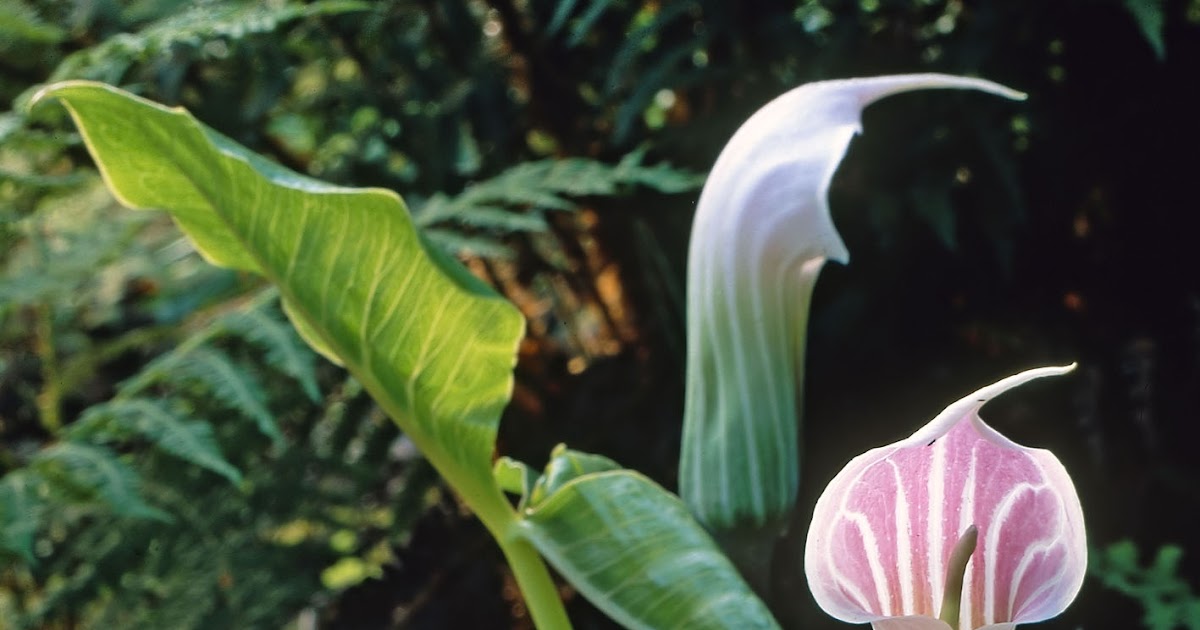 Joseph Atkin's latest Aberglasney column