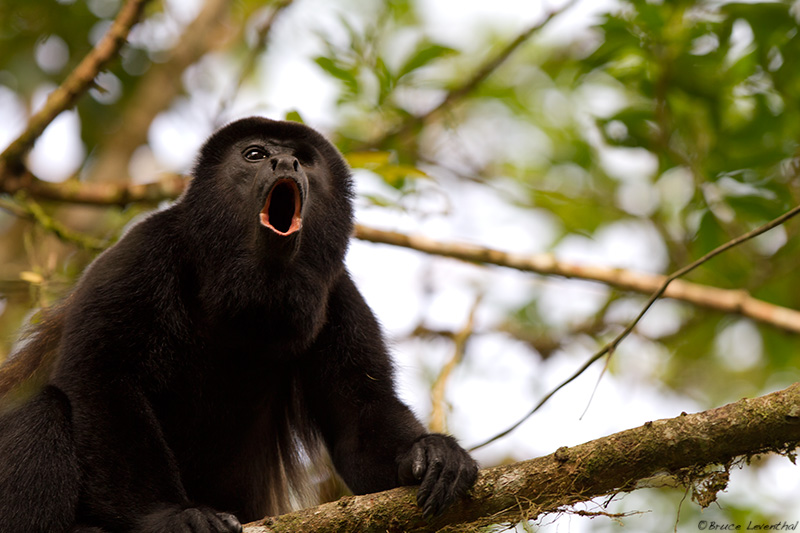 The Way We See It The OneEyed Monkey