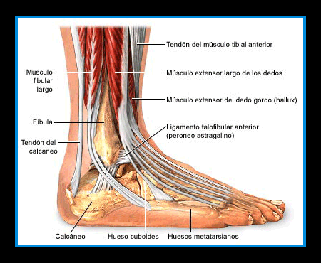 LESIONES EN EL LIGAMENTO lesiones en el ligamento: