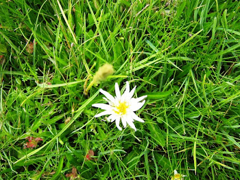 PEQUEÑA FLOR