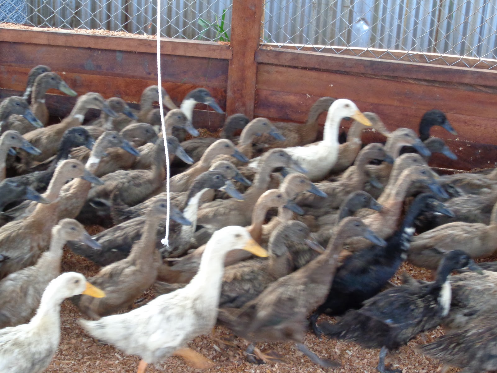 TERNAK BEBEK ORGANIC DI PERKUMPULAN SINAR