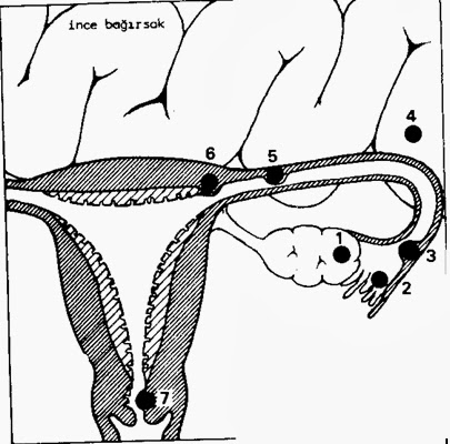 gebelik dogum ve saglik adina yayin yapan guncel kadin sagligi sitesi blogger