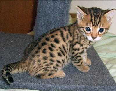 Alonglifepath Adopting Cute Bengal Kittens