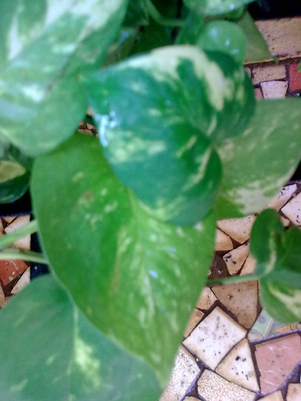 Garden Care Simplified The Money Plant and Making a Moss Stick at Home