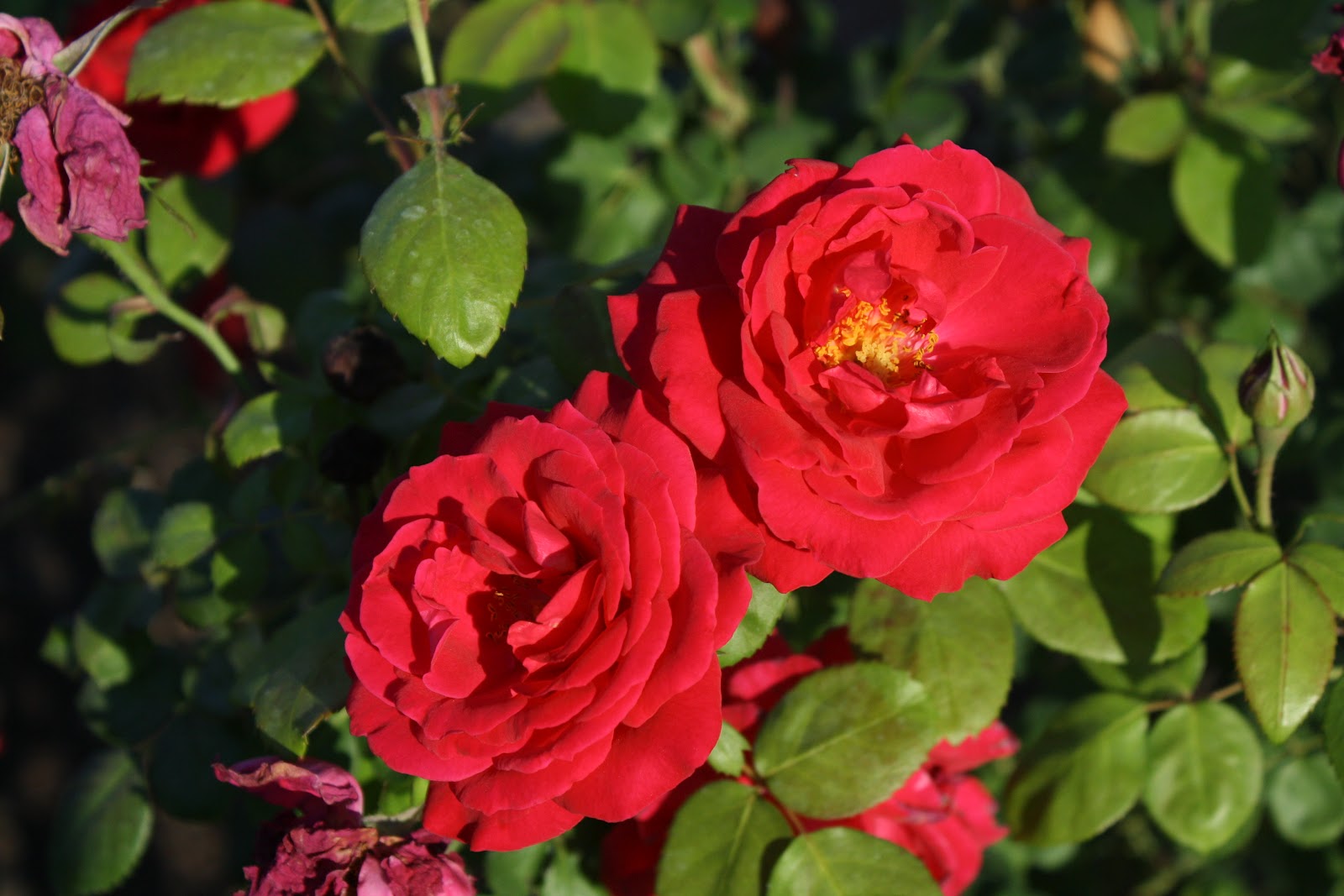 MIDWEST GROUNDCOVERS Display Gardens &amp; Plant Trials June