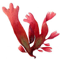 Компоненты FIT-day - Красные морские водоросли