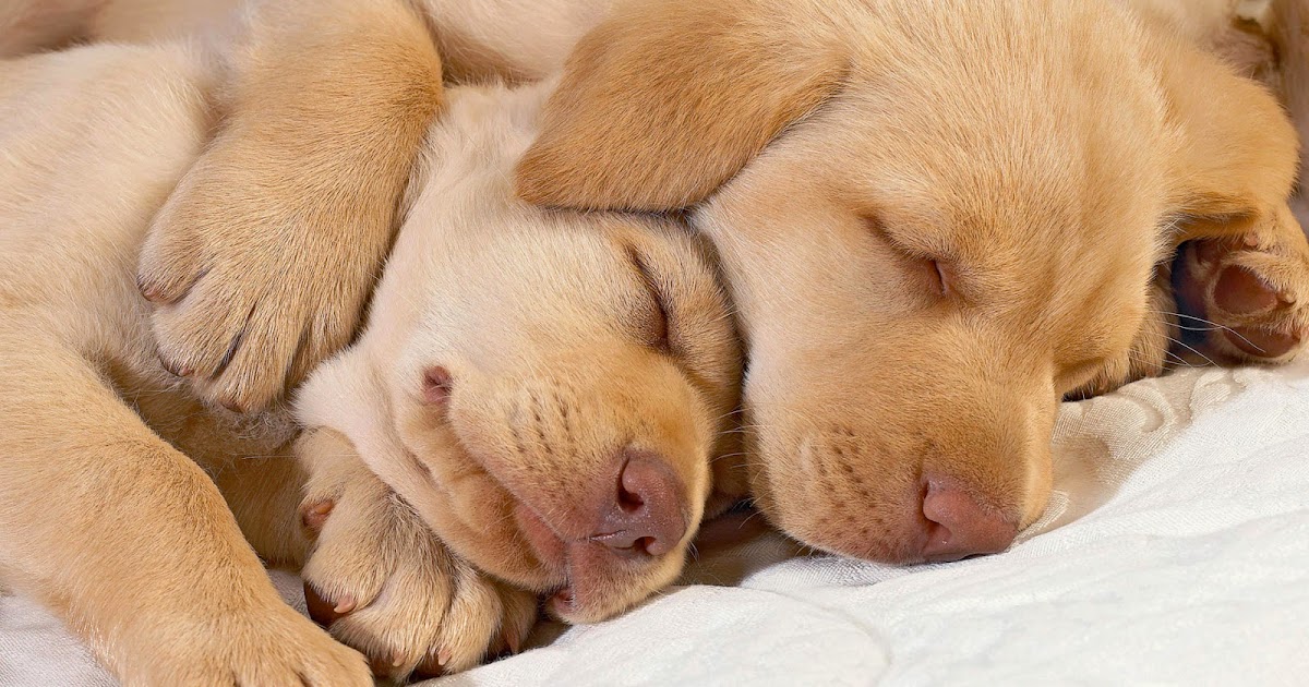 EDoggy How long do dogs sleep?