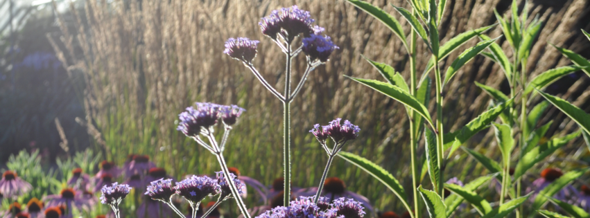 verbena