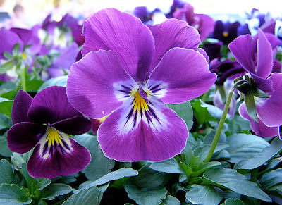 Purple Flowers Pictures