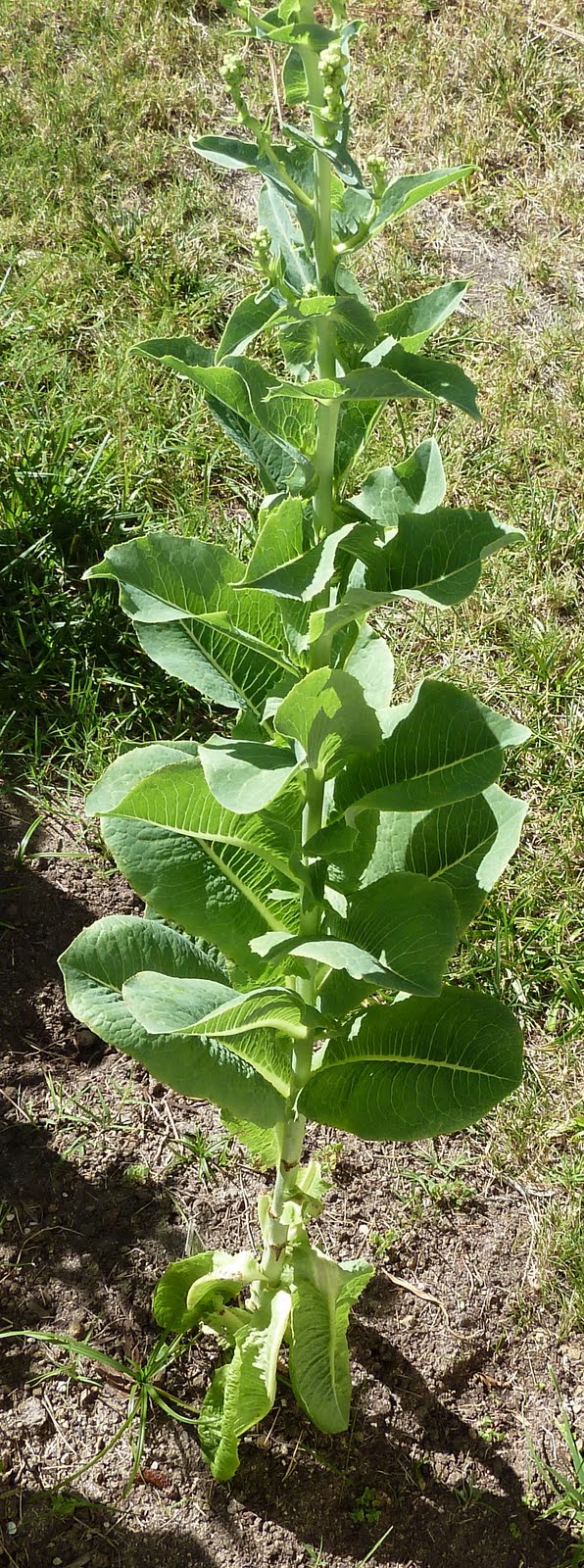 Observations Bolting Lettuce