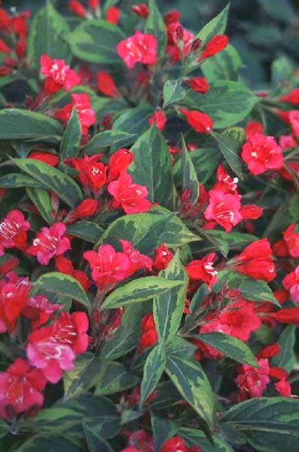 Weigela Wine And Roses The Instapaper