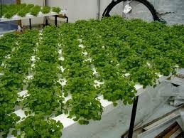 Hydroponics Cultivation In India