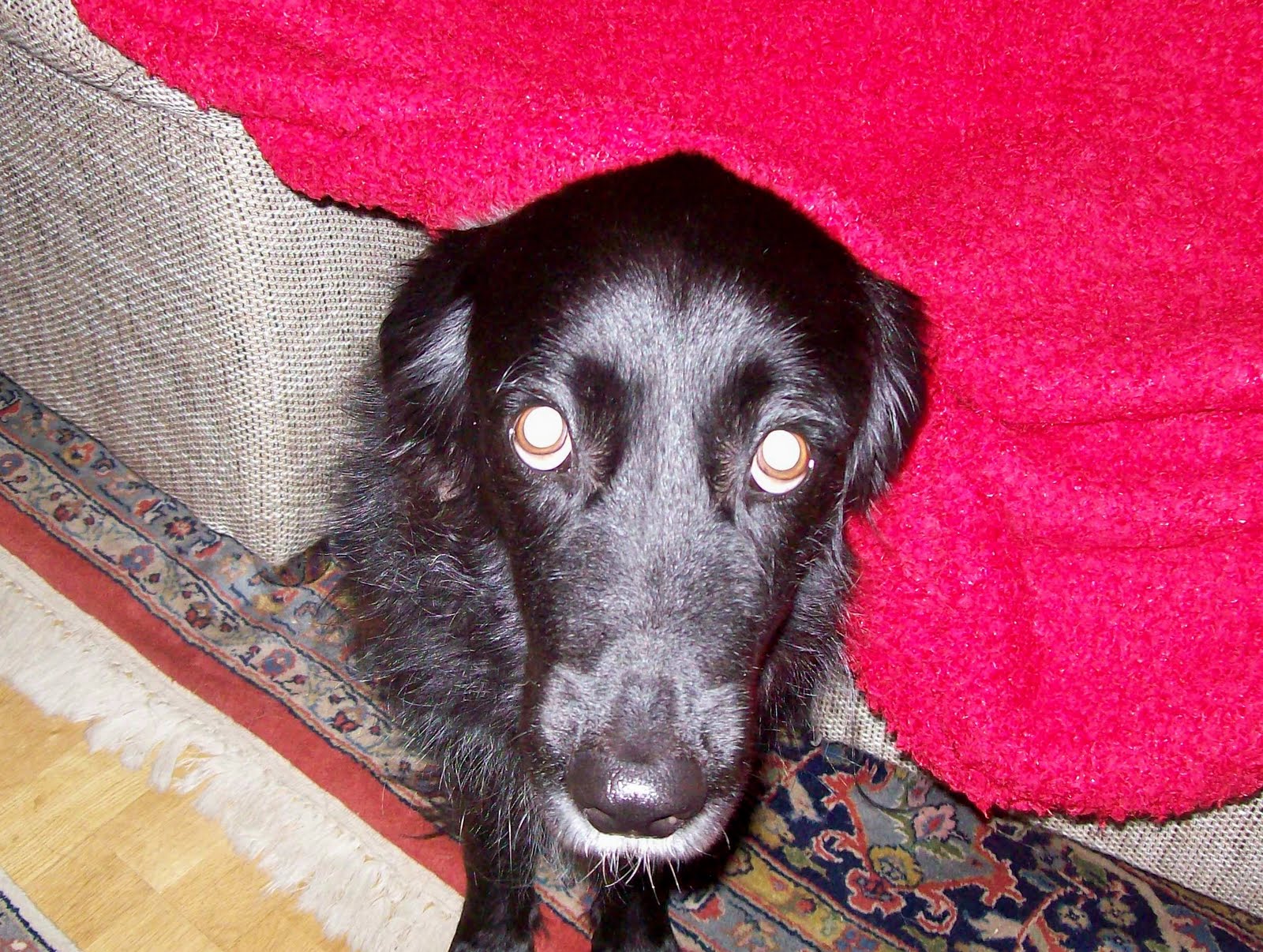 Oktoberfrau Großer, schwarzer Hund…