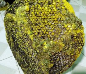 Bán mật ong rừng hóa đá