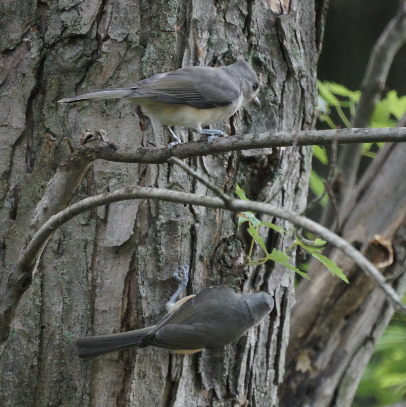 More Backyard Birds- New Jersey Bird Photos