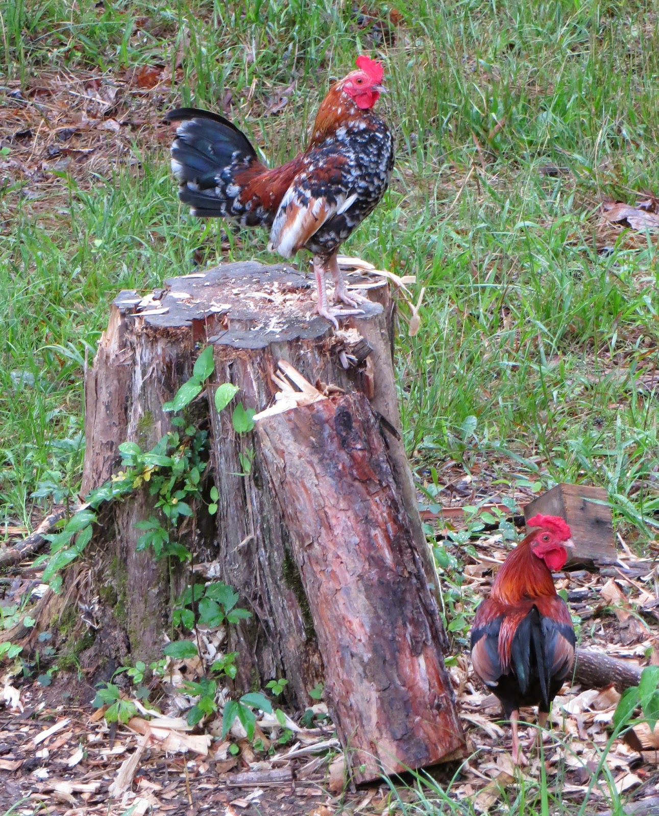Tick Control With Free Range Chickens Maitri Homestead