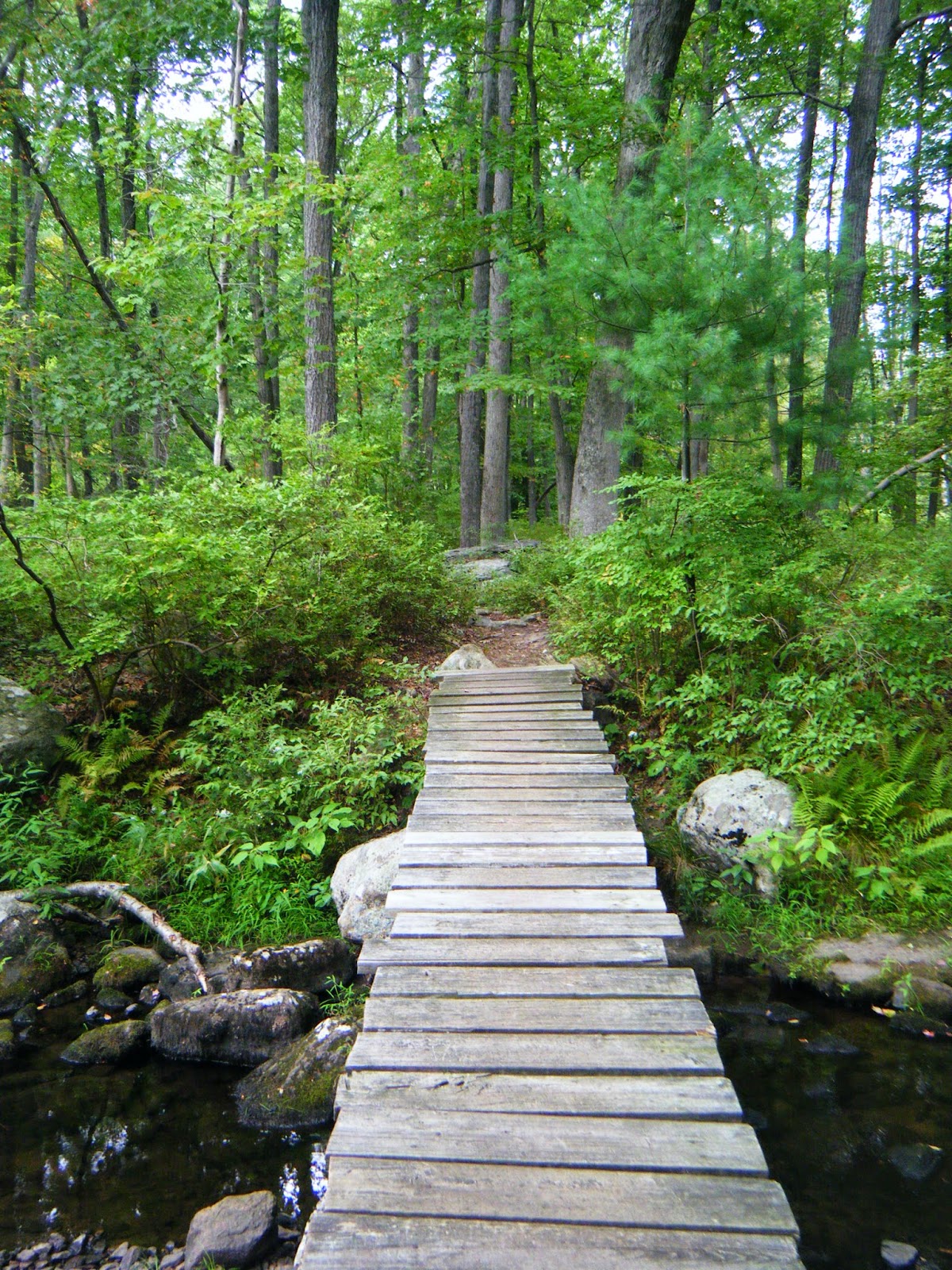 The Botanical Hiker The Finger Lakes Trail