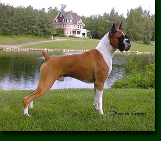 Beagle Boxer: Boxer Fawn