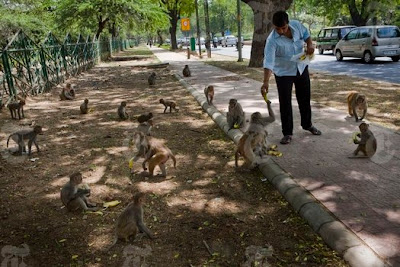 The Most Feral Animals Ever Created