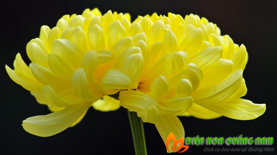 [Image: Nhung-loai-hoa-nen-chung-trong-nha-ngay-tet-4.jpg]