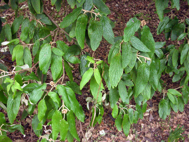 Viburnum Tinus For A Border