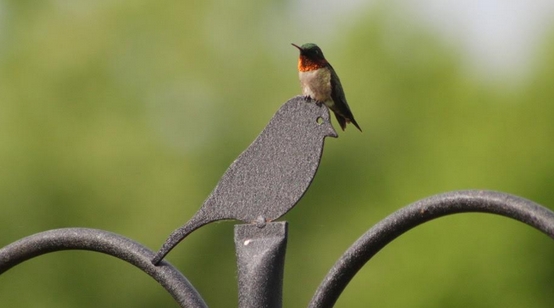wild birds unlimited ruby throated hummingbirds migrate wild birds unlimited ruby throated hummingbirds migrate