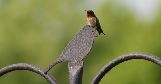 wild birds unlimited ruby throated hummingbirds migrate wild birds unlimited ruby throated hummingbirds migrate
