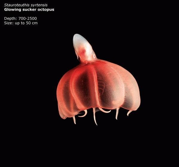 Beautiful Creatures in Mariana Trench, Deepest Place in the World ... Beautiful Creatures in Mariana Trench, Deepest Place in the World ...