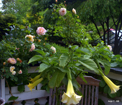 Ottostorparn Varblomning 17 1