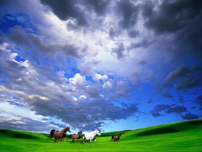 Horse - Beautiful Desktop WallPapers Seen On www.coolpicturegallery.us