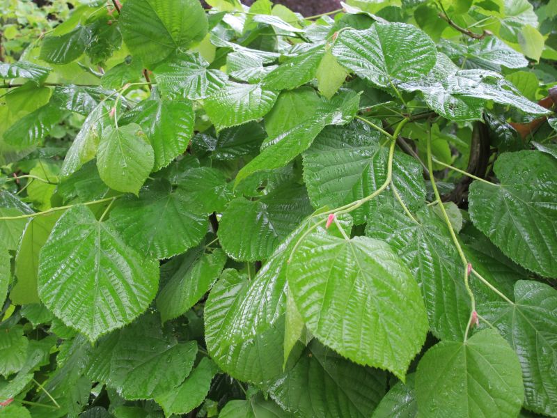 Schmelli Online Mein Wohnmobil Geocaching Und Ich