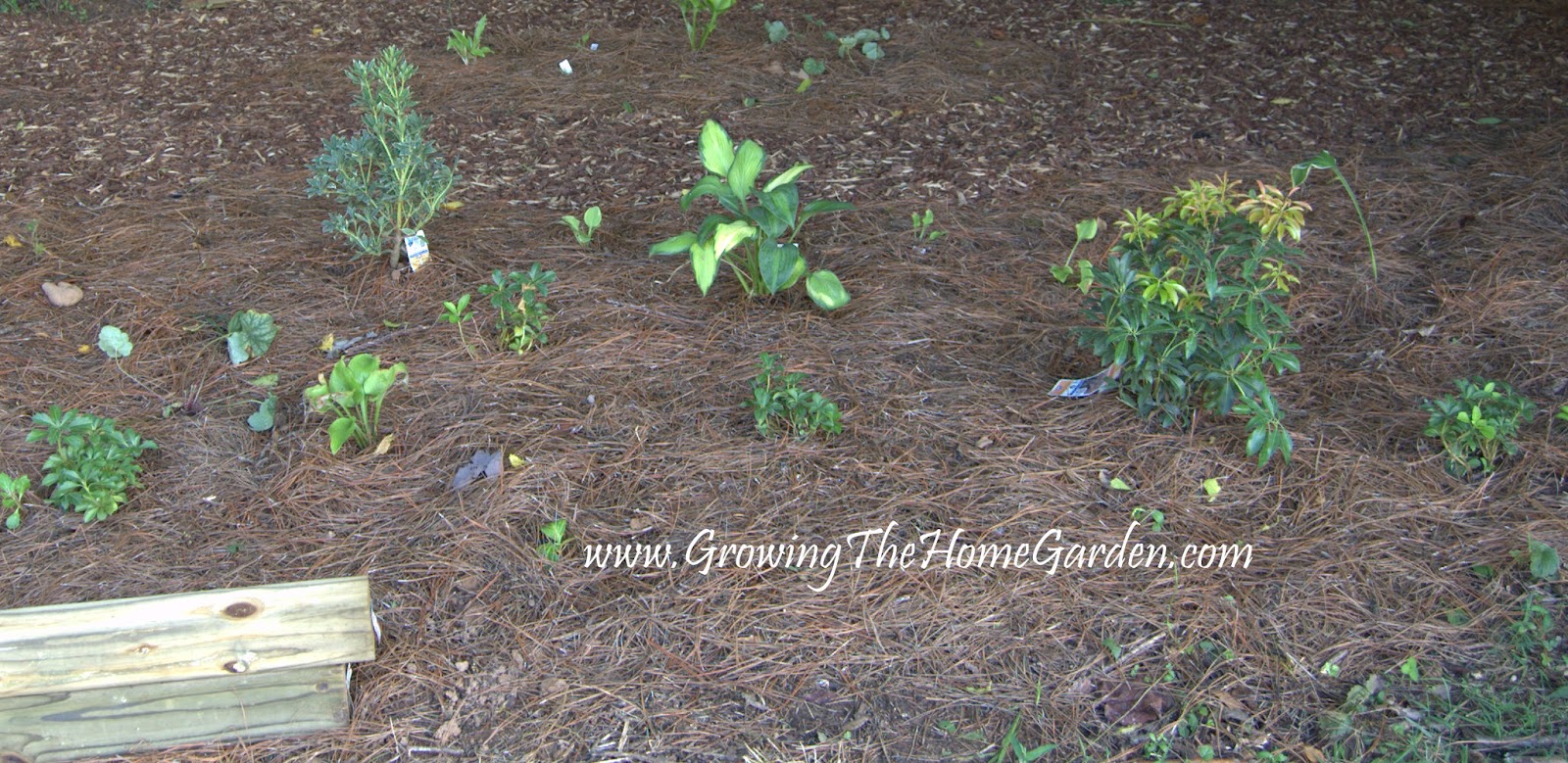 Creating a Deer Resistant Shade Garden (Part 2) - Growing The Home Garden