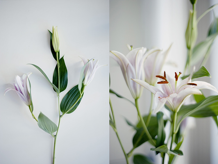 lilies - flower