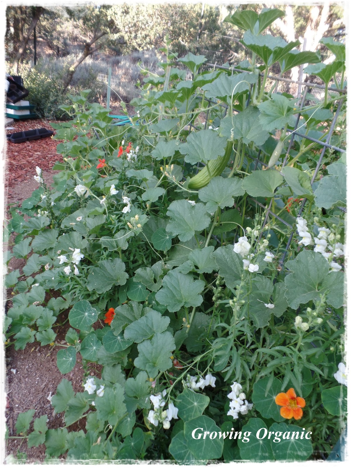 Growing Organic Cucumbers So Many Flowers; So Few Fruits!