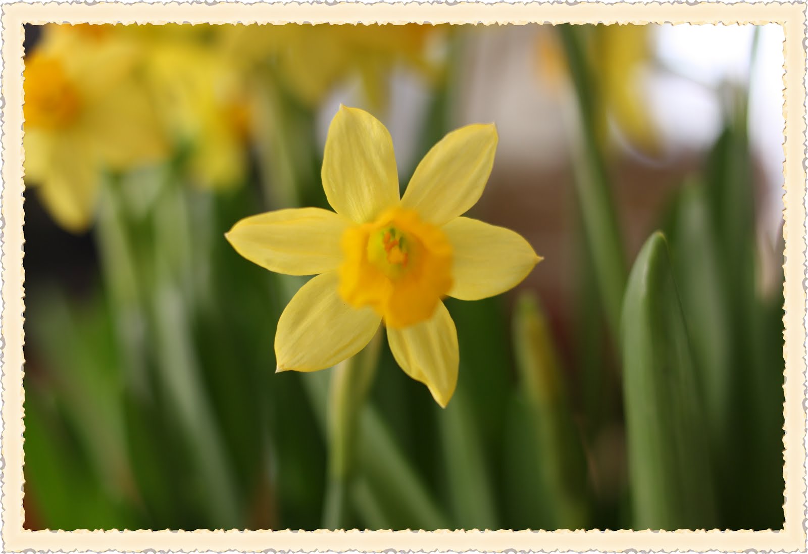 Rose FreshCut Friday 20 Daffodils