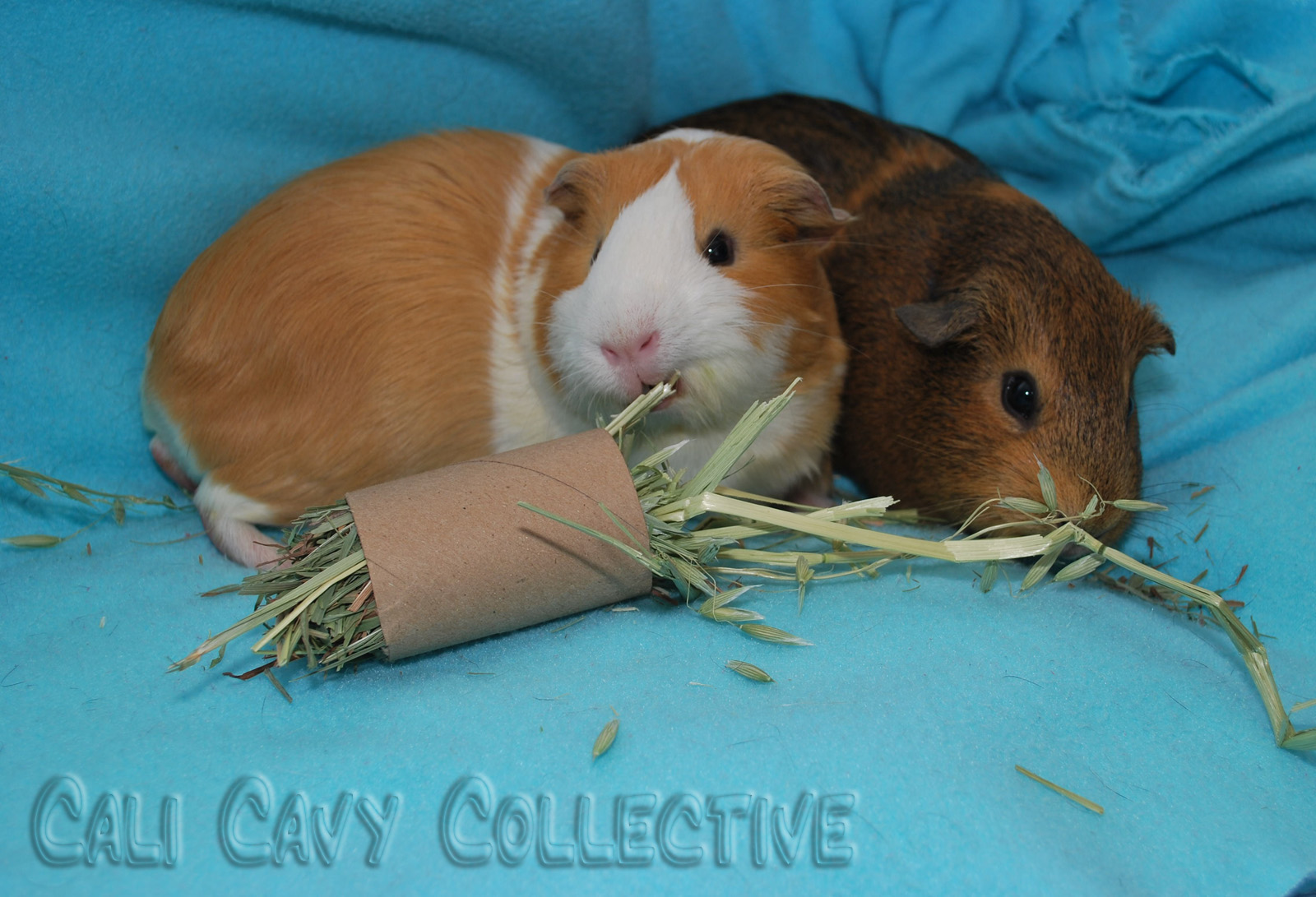 Diy Guinea Pig Toys With Toilet Paper Rolls Wow Blog