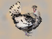 Anaberger Hauben- strupp-hühner