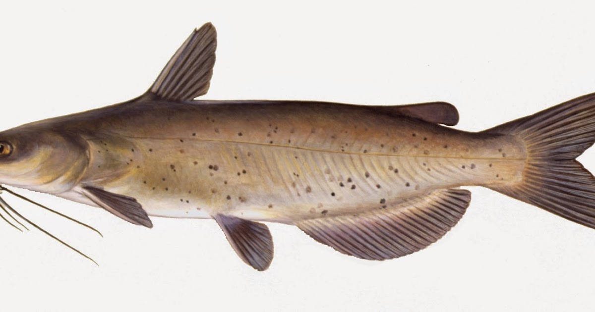 Take it Outside Fish Iowa! Iowa Fish Species Catfish Family