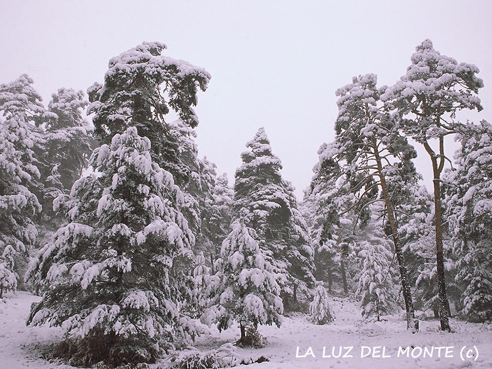 la luz del monte UN AÑO EN LOS PINARES DE ALTA MONTAÑA.