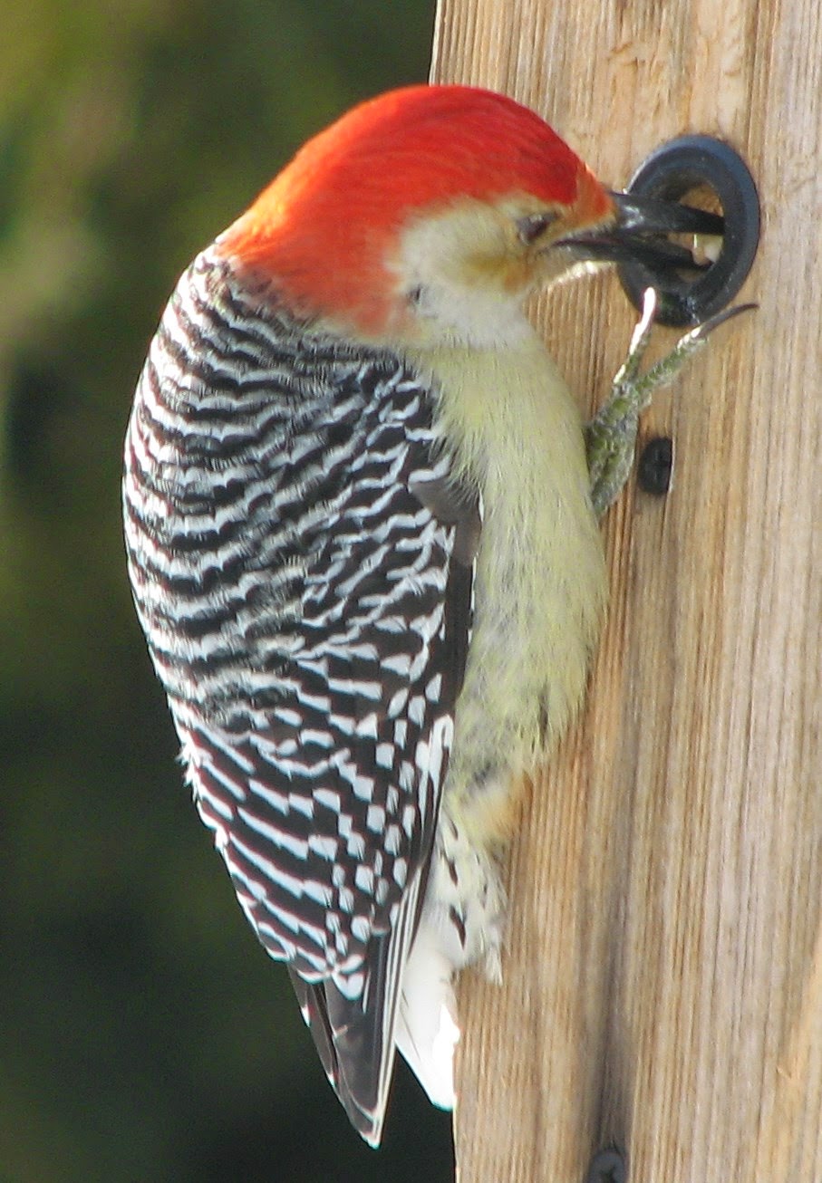 South Burlington birds Redbellied Woodpecker photos South Burlington, Vermont Photos and