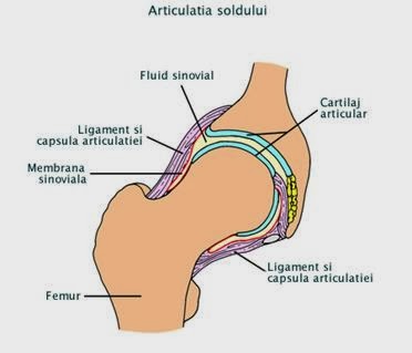 Cursuri Asistent Medical Generalist Osteogeneza Articulatiile