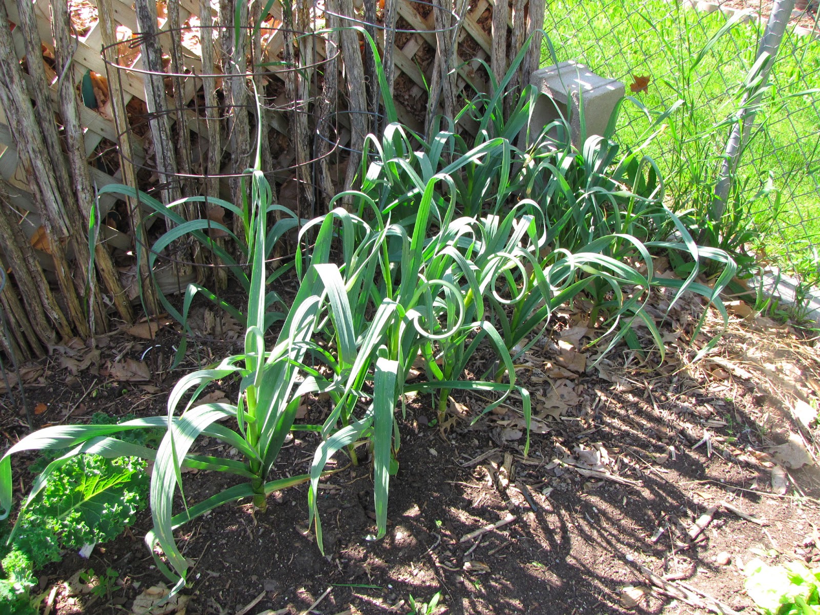 A Corner Garden Garlic Scapes