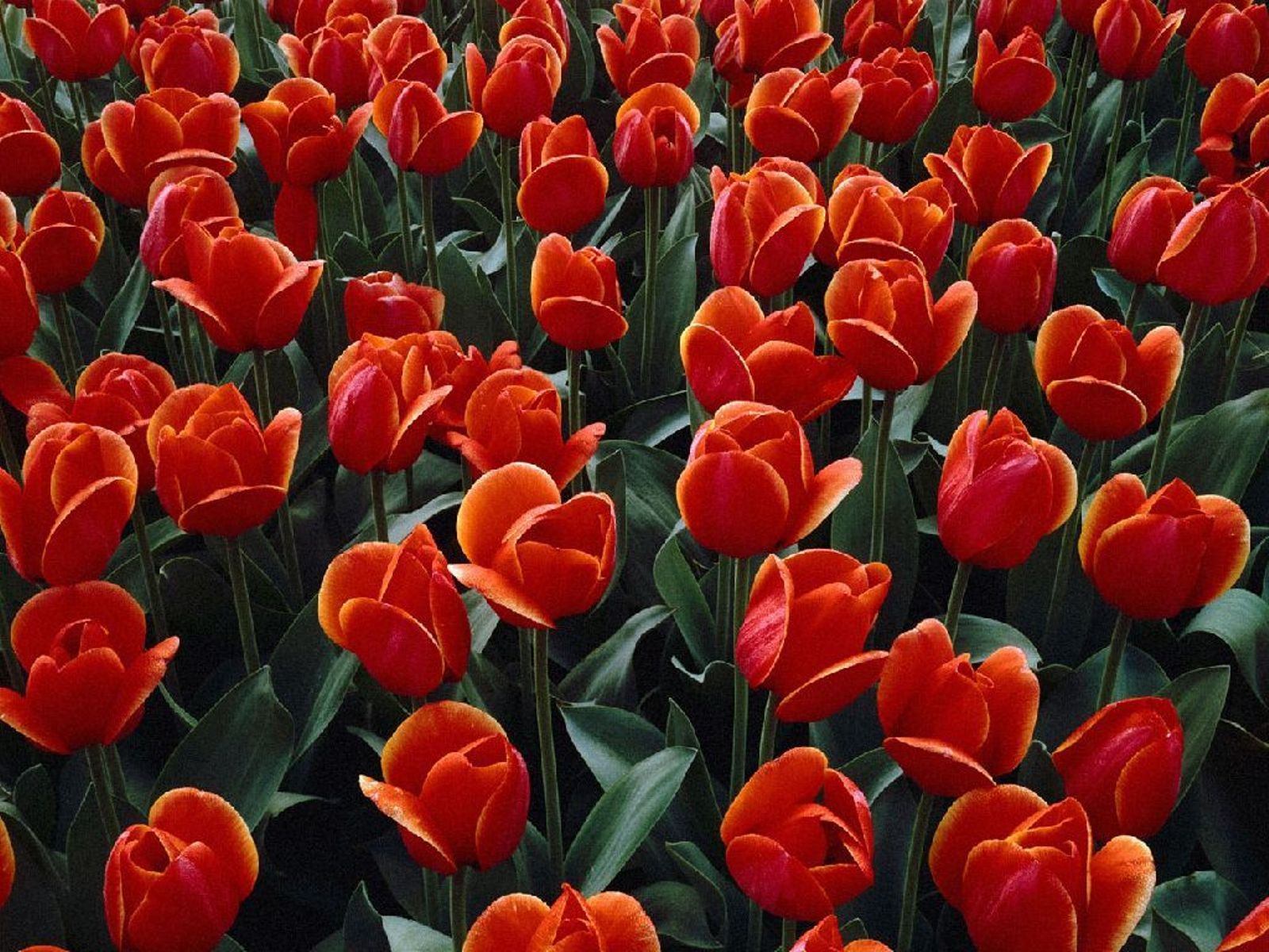 Wallpaper Flower Shayari | flowers wallpapers 2015 2016 wallpapers pictures Wallpaper Flower Shayari | flowers wallpapers 2015 2016 wallpapers pictures