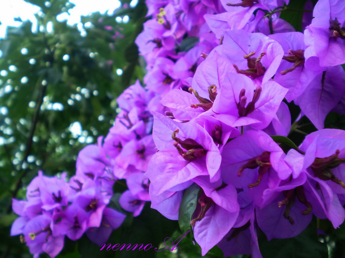 My photos Bougainvillea ( Bugenvilija )