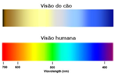 Visão dos cães