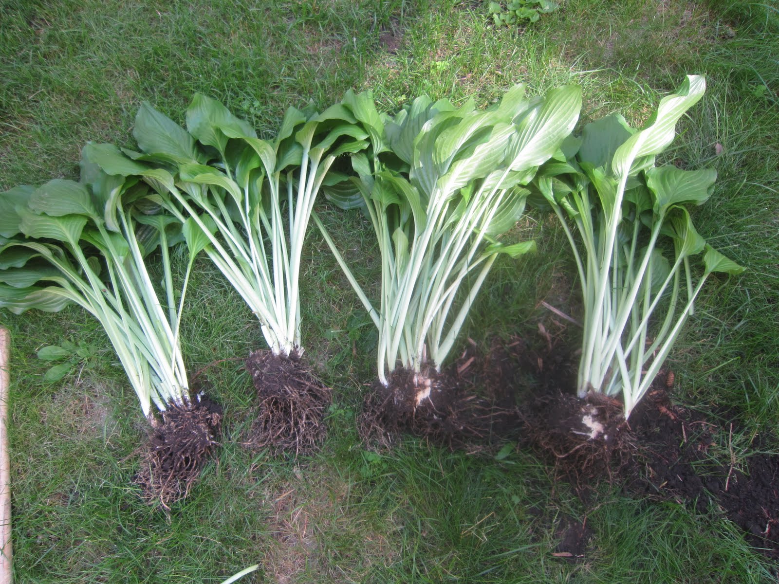Too late to transplant hosta? Zone 6 r/gardening