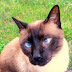 Por que há tantos gatos siameses vesgos?