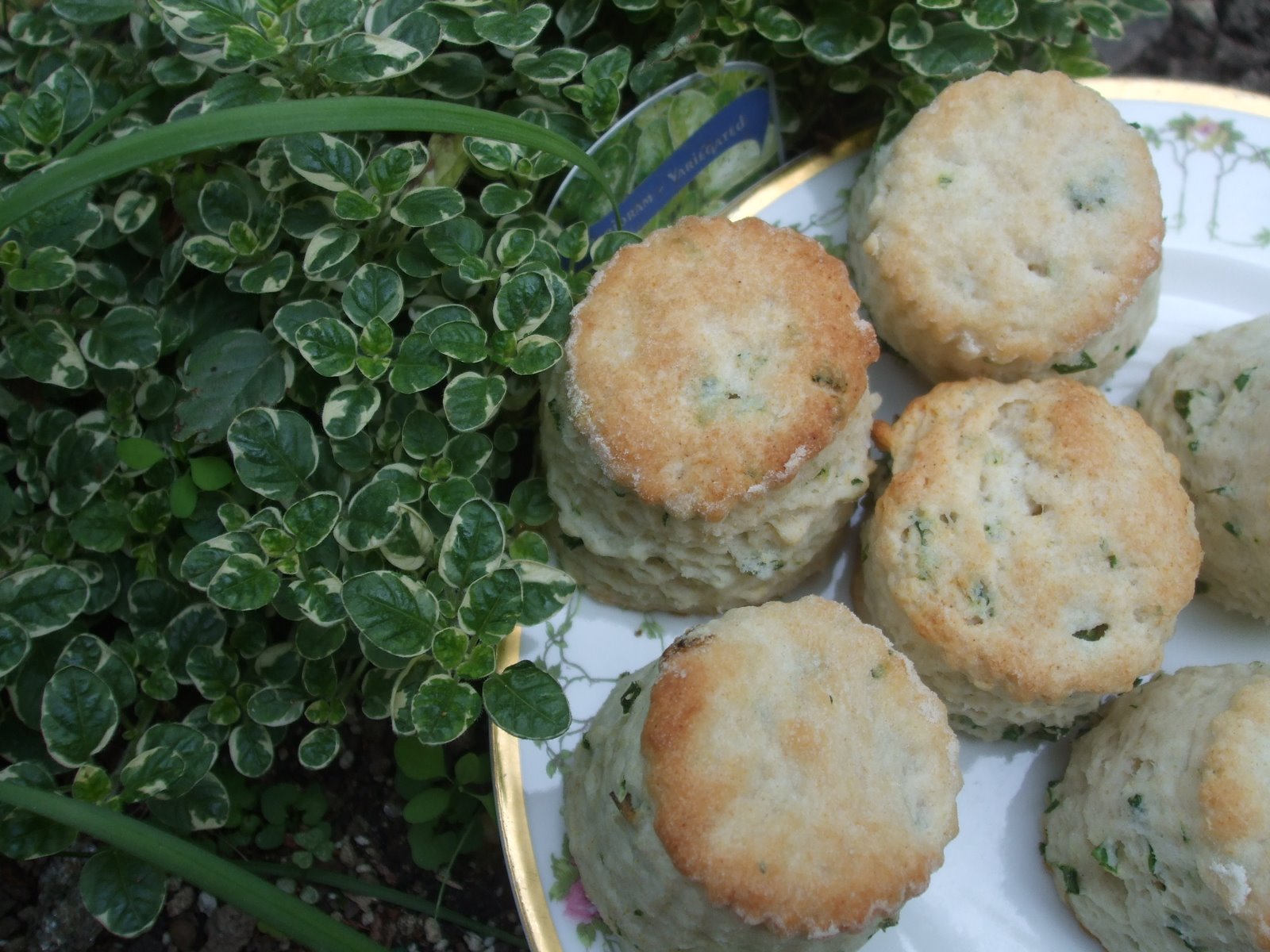 Rosemary's Sampler Garden Fresh Herb Biscuits