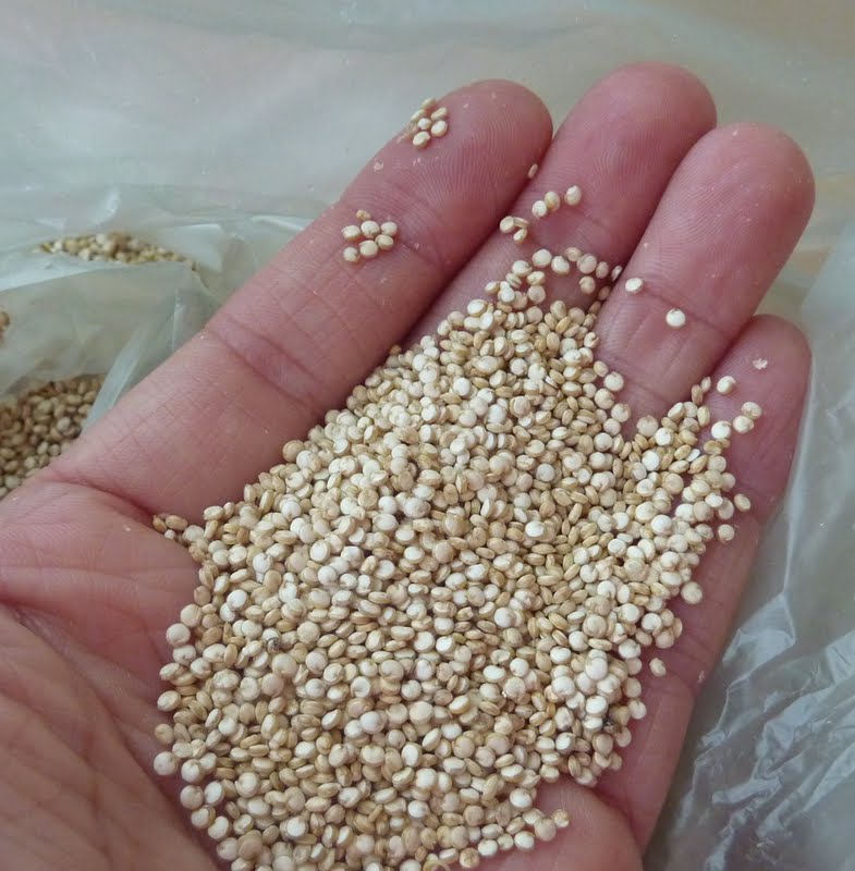 Difference between quinoa and couscous