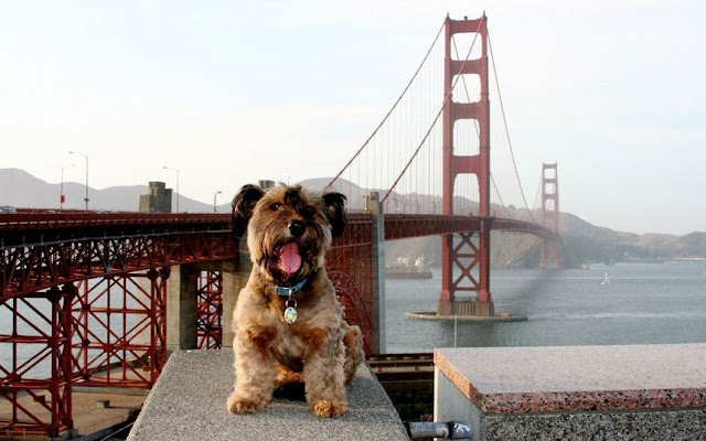 Muere Oscar, el perro viajero